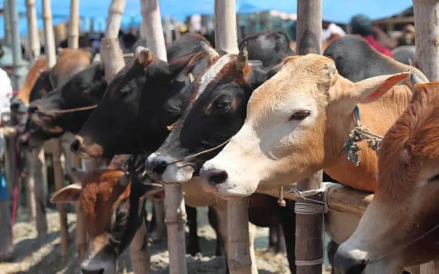 Cattle Theft Foiled in Udupi; Two Arrested, Pickup Vehicle Seized - News Karnataka