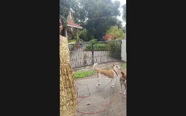 Dog Rope Dispute: Woman, Auto Driver Clash in Viral Video - News Karnataka