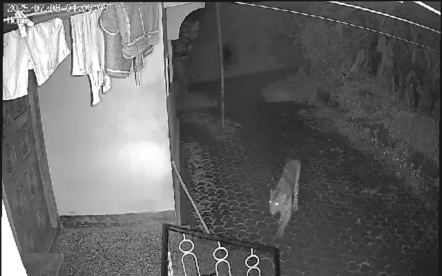 Leopard Sighting in Pambur Triggers Panic Among Villagers - News Karnataka