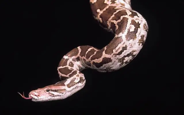 “Illegal Wildlife Trade Busted: Indian Rock Python Sold as Exotic Pet in Mangaluru” - News Karnataka