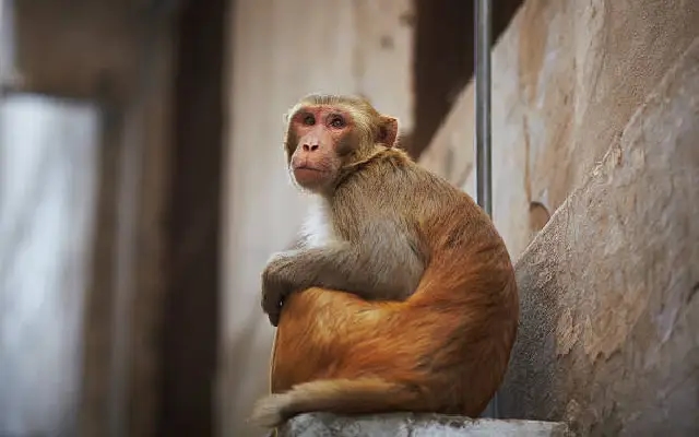 Monkey Bites Child, Caught After 3-Month Hunt - News Karnataka