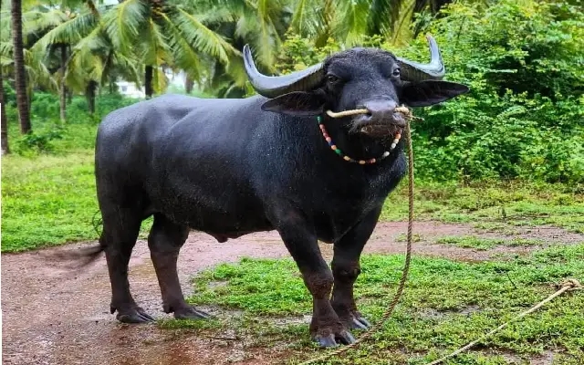 Kambala’s Golden Star “Chenna” Passes Away at 25 - News Karnataka