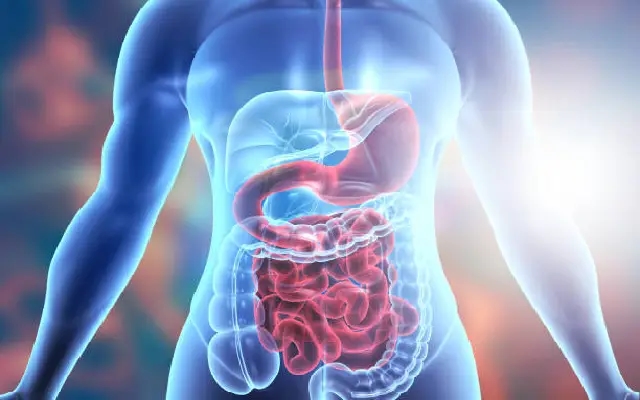 Gut Talks: How Your Belly Might Be Controlling Your Brain - News Karnataka