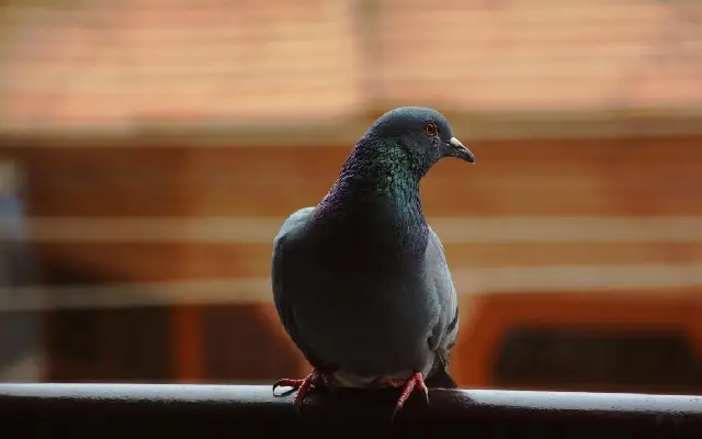 Drugs, smuggling and abductions cloud Taiwan’s pigeon racing scene - News Karnataka