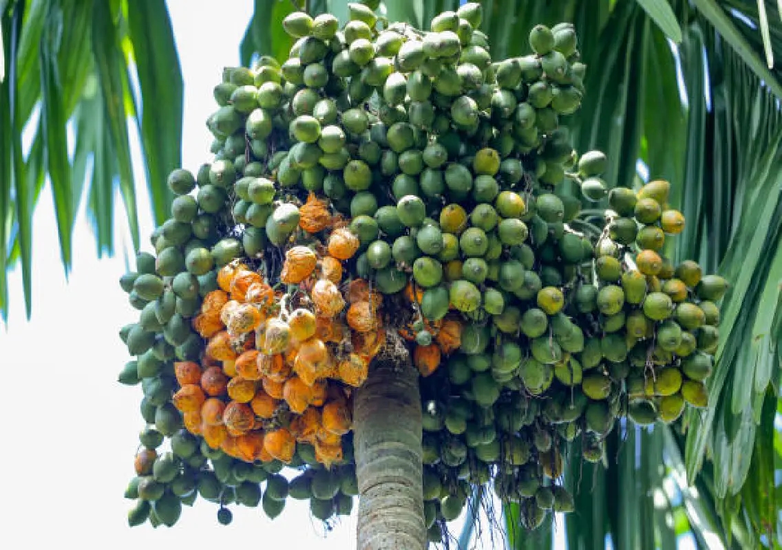 Campco to produce organic fertiliser, launch farmer app by March - News Karnataka