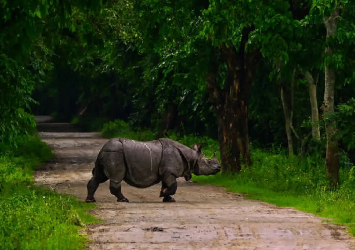 Kaziranga National Park opens Bagori Range for tourists ahead of Durga Puja - News Karnataka
