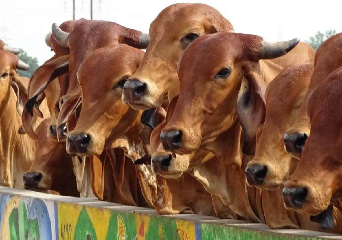 Police shoot man during illegal cattle transport chase in Dakshina Kannada - News Karnataka