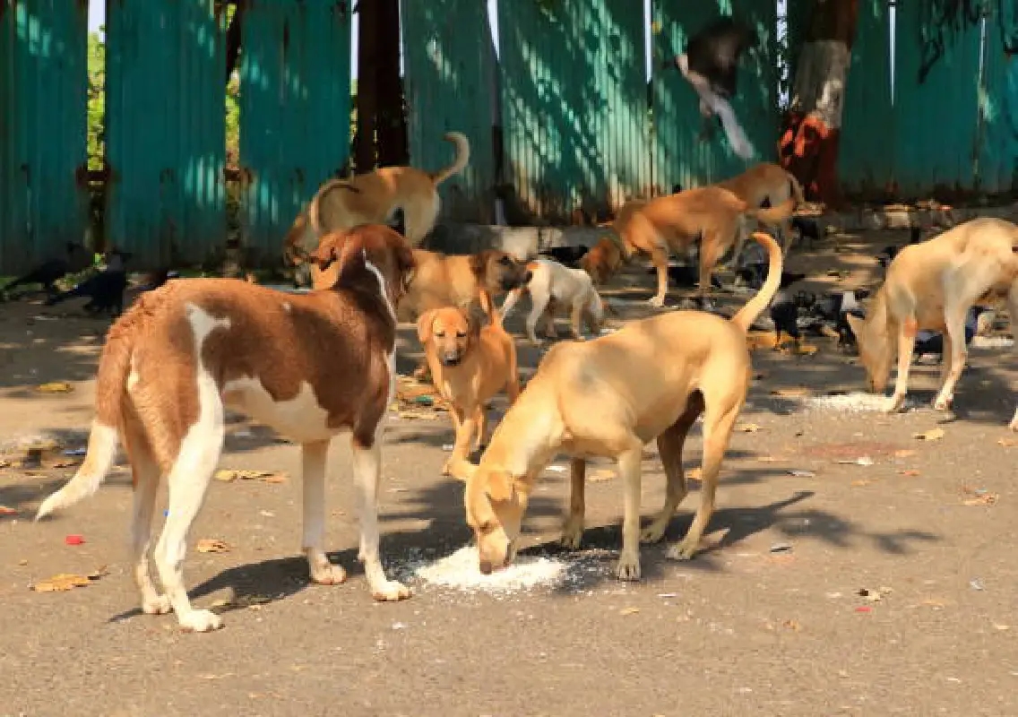 Udupi bans random stray dog feeding, sets up designated spots - News Karnataka