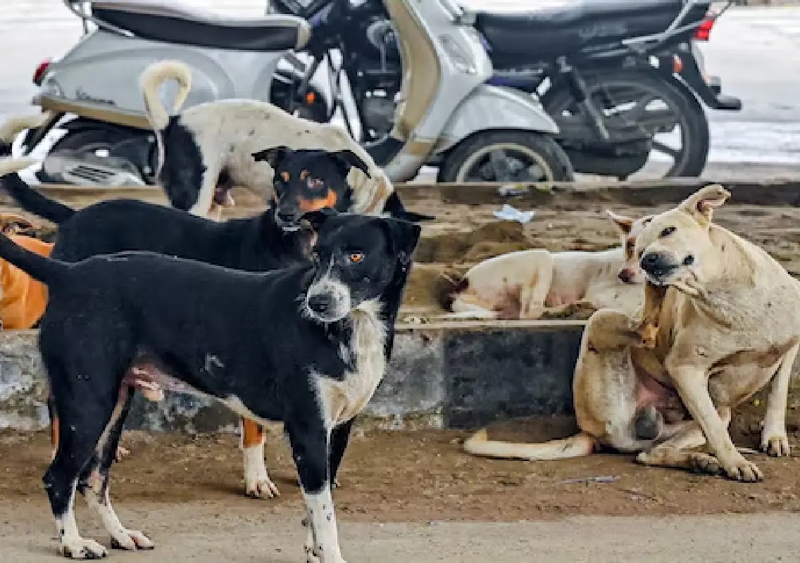 Karnataka faces challenge of managing 4.5 lakh stray dogs after SC directive - News Karnataka