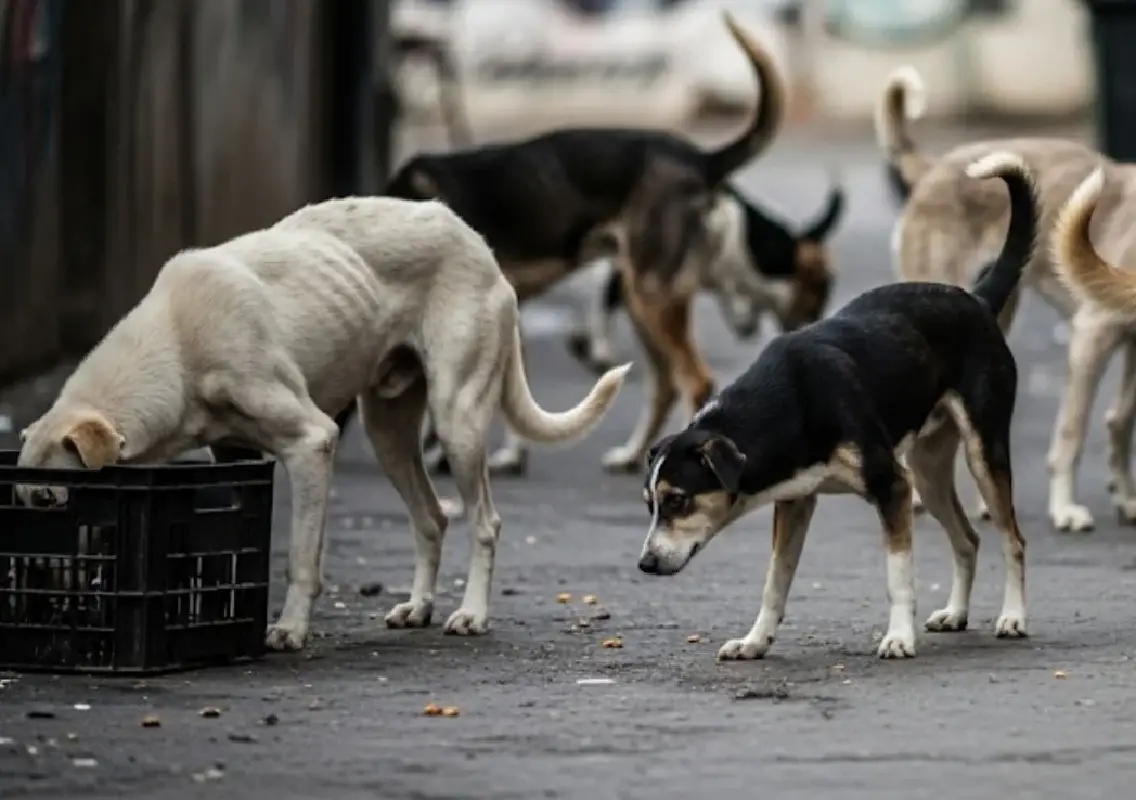 Elderly man found dead after stray dog attack on Mangaluru outskirts - News Karnataka