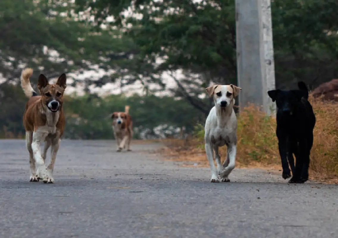 Udupi CMC orders institutions to report and curb stray dog presence - News Karnataka
