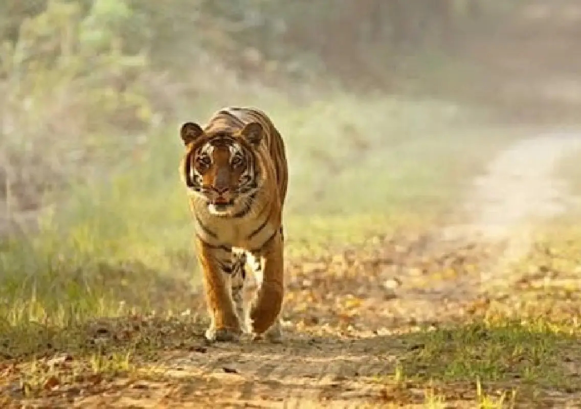 Two cattle killed in separate tiger attacks in Kodagu - News Karnataka