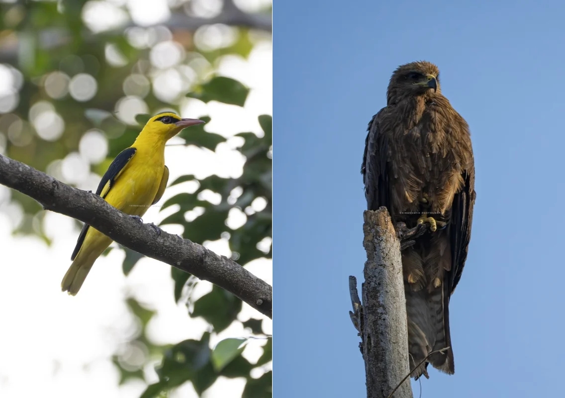 St Aloysius University Records 32 Bird Species During Campus Bird Count 2026 - News Karnataka