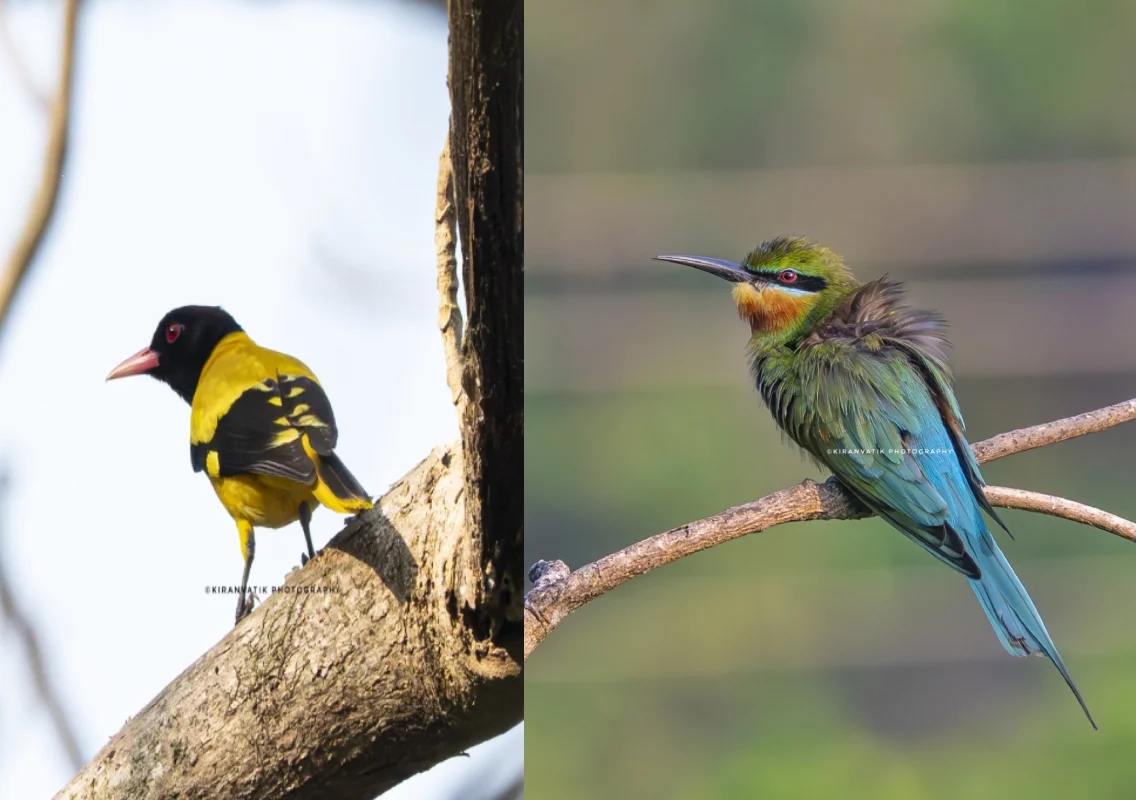 AIMIT campus records 51 bird species during Campus Bird Count 2026 - News Karnataka