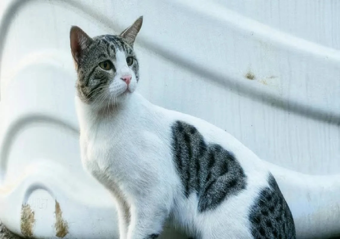 Bengaluru kitten dispute ends after police intervention - News Karnataka