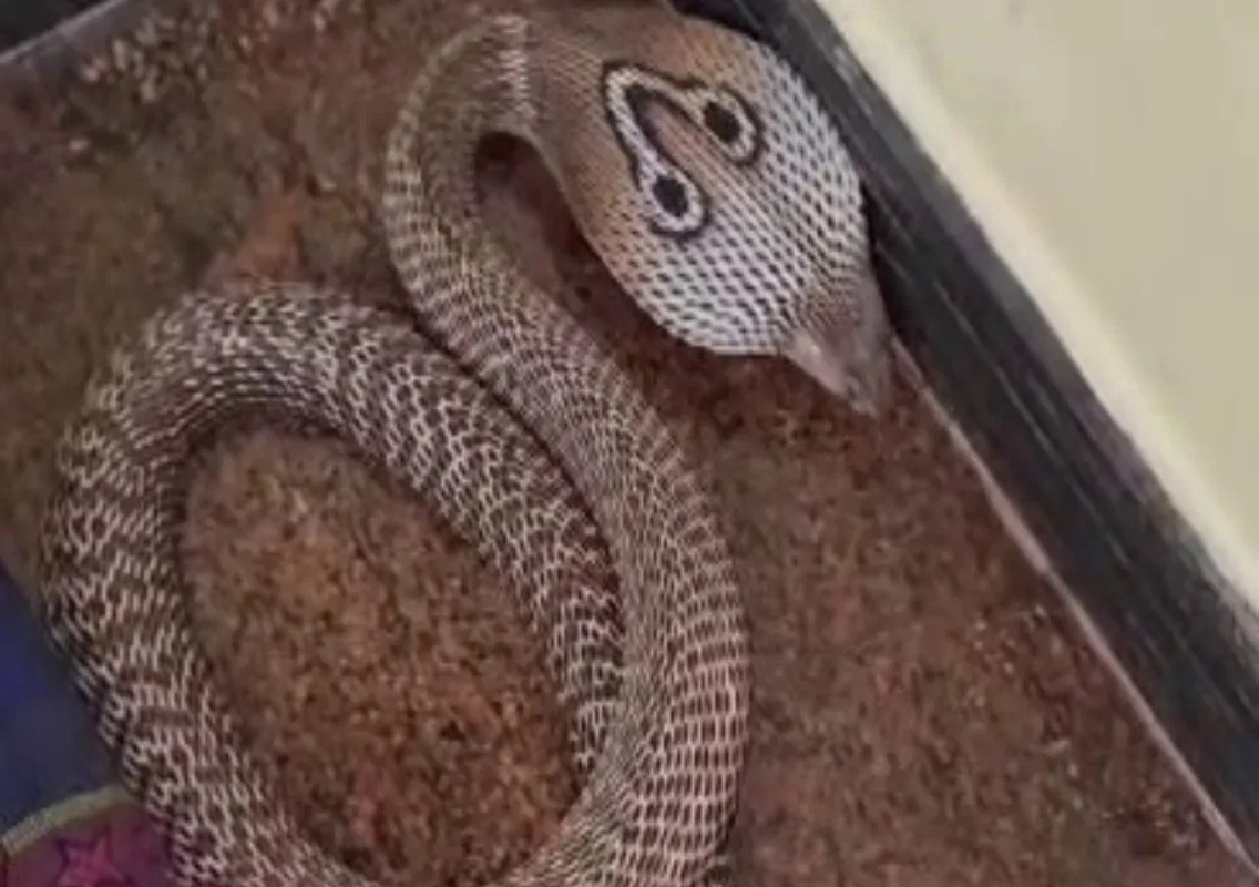 Bengaluru snake sightings rise as Karnataka records 702 bites - News Karnataka