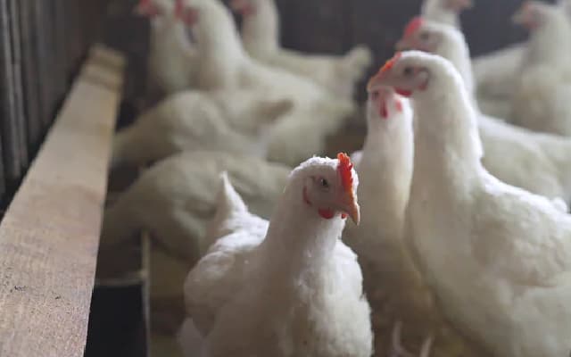 Australia’s First H5N1 Bird Flu Case: Global Pandemic Preparedness?