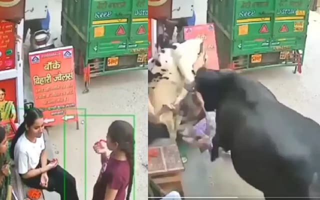 Viral video shows girls getting injured in a cow fight in Delhi