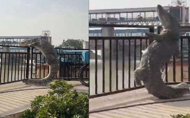 10-Foot Crocodile Tries To Climb Railing In Uttar Pradesh : Video
