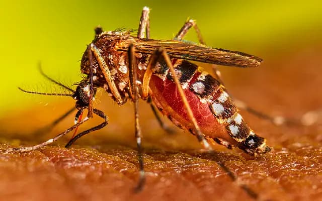 Pre Monsoon Rains: Dengue Concerns Rise in Haveri