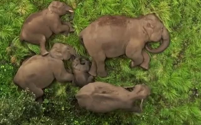 IAS Officer Supriya Sahu Shares Enchanting Elephant Family Video