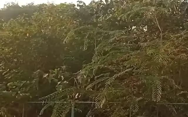 Mangaluru Welcomes Miyawaki Forest Project to Save Trees