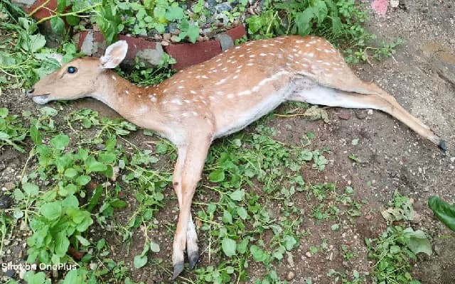 Two Deer Mauled to Death by Pack of Dogs in Nanjangud