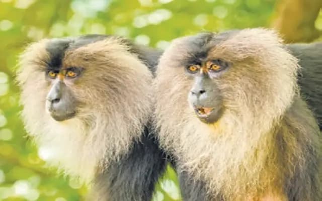 Stable Population of Lion-Tailed Macaques Found in Uttara Kannada