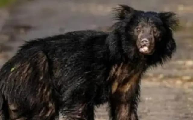 Bear Enters Government School Premises, Teachers Escape Unharmed