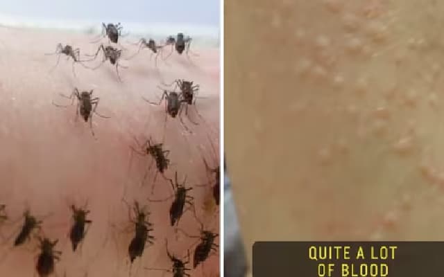 Biologist’s Bold Mosquito Feeding Method Goes Viral