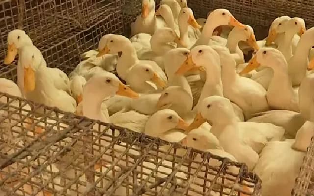 WHO Confirms Human Case Of Bird Flu In India. Know Symptoms And Precautions