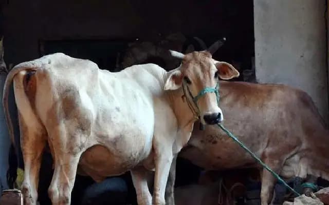 Cattle Theft Foiled in Dakshina Kannada, Dogs Alert Residents