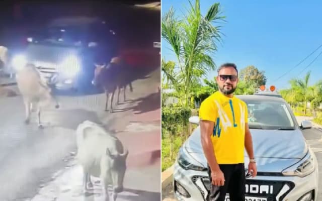 Chhattisgarh: Man deliberately crushes cow calf with car in Bilaspur