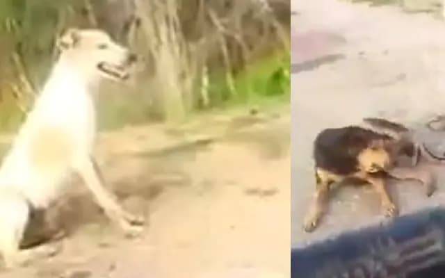 Brave Pet Dogs Save Farmer from Bear Attack in Davanagere