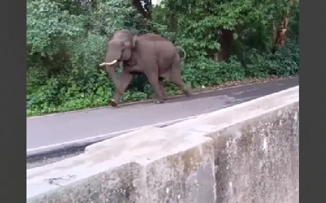 Panic in BR Hills as Elephant Enters Main Road