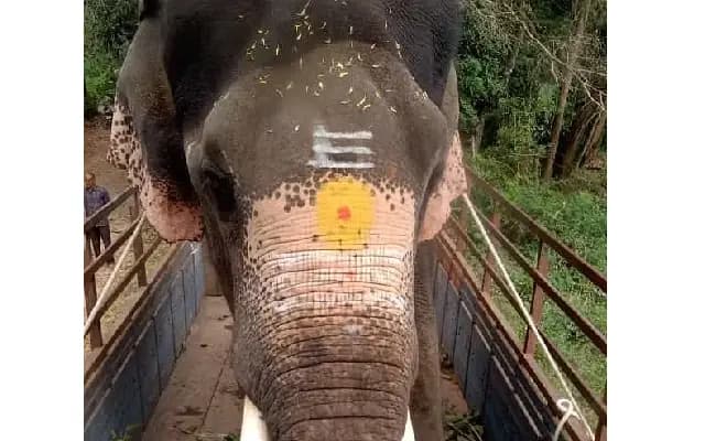 Mysuru: 38-Year-Old Elephant ‘Ashwathama’ Dies After Electrocution