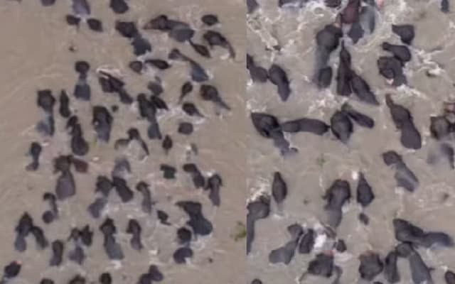 Assam Elephants Navigate Flooded Brahmaputra, Video Goes Viral