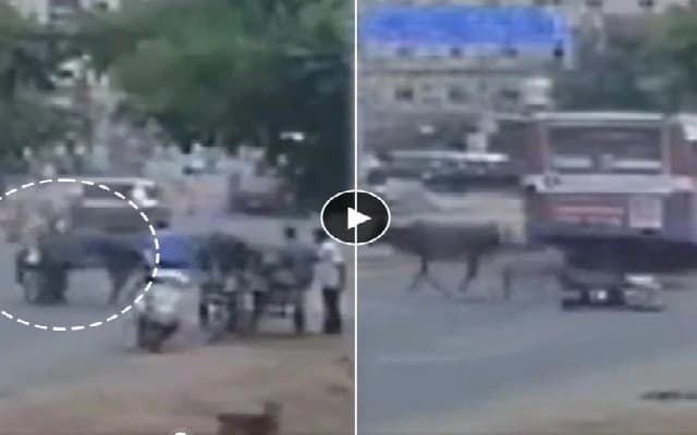 Fighting Cows Knock Court Employee Under TNSTC Bus Wheels in Tirunelveli