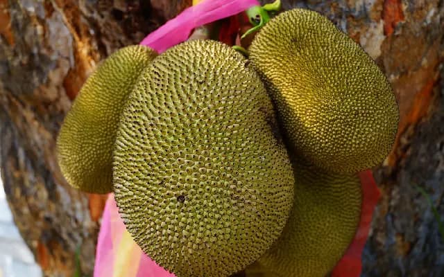 Mangaluru: 80-Year-Old Man Dies After Jackfruit Falls on Head