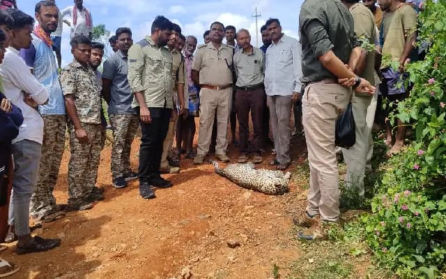 Gundlupete: Electrocuted Leopard Found in Bandipur