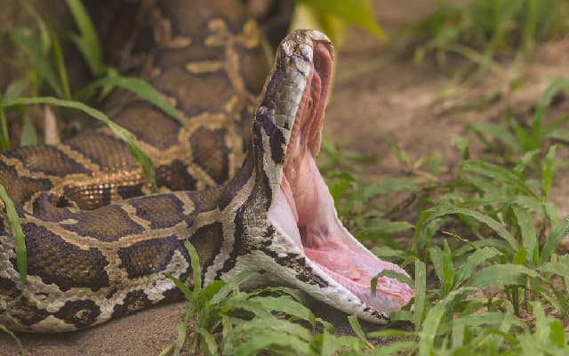 Missing Indonesian woman found dead inside python after three days