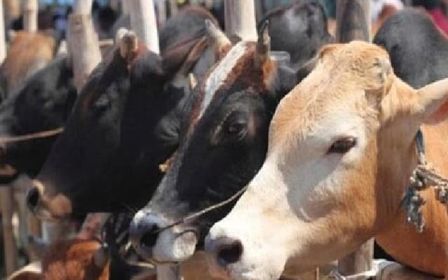 Cow slaughter: 2 booked under NSA in Morena, Madhya Pradesh