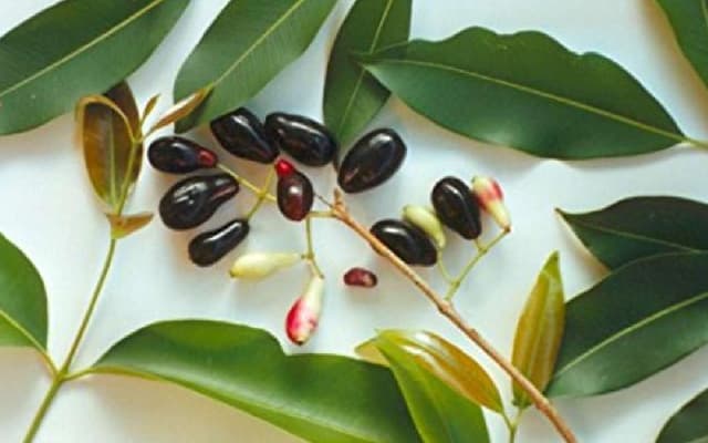 Are you diabetic? Add jamun leaves to your diet to control blood sugar