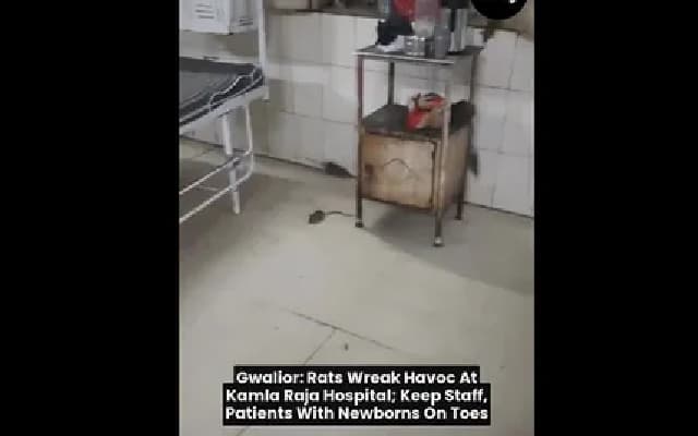 Video shows Rat Infestation Sparks Healthcare Concerns in Hospital
