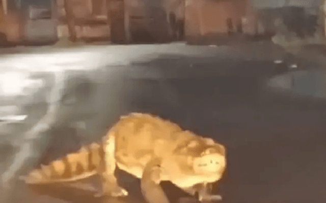 Watch: Crocodile Seen On Maharashtra Road After Heavy Rain