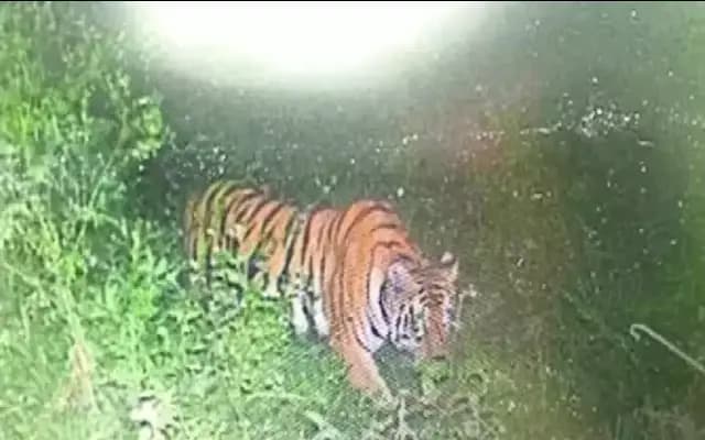 Tiger Sighting near Human Habitats in Mysuru: Forest Department Vigil