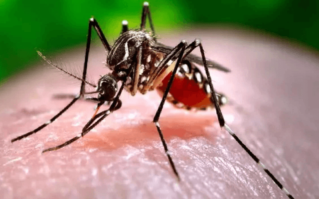 Six Zika Virus Infection Cases in Pune; Two Patients Are Pregnant Women