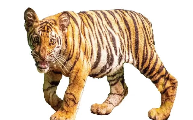 Rescue and Rehabilitation of Veeru: A Royal Bengal Tiger Cub’s Journey