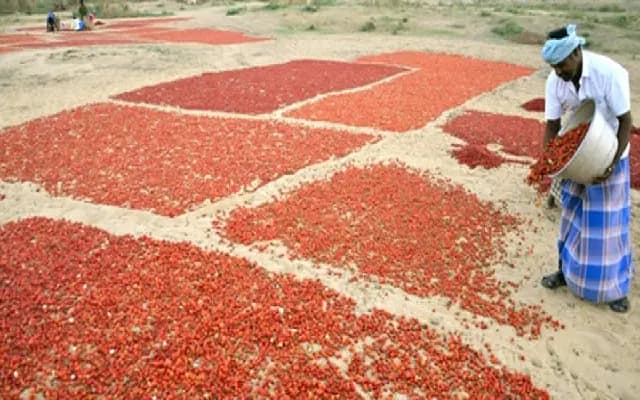 Distress Among Chilli Farmers: Payment Delays Lead to Suicide Attempt