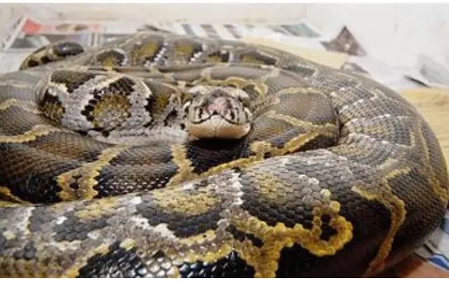 Narrow Escape: Rahul’s Encounter with a Python on Udupi Highway